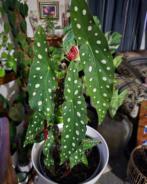 🥰 My maculata wightii begonia busting out more leaves. #begonia #indoorjungle #angelwings #indoorplants #greenfingers #polkadot Begonia Maculata, Indoor Jungle, Indoor Plants, Polka Dots, Green, On Instagram, Instagram