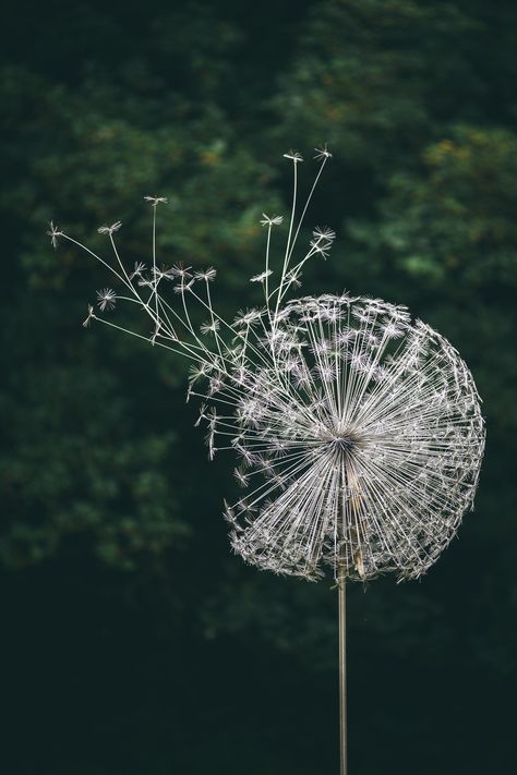 Dandelion Sculpture, Space Garden, Sculpture Exhibition, Outdoor Garden Statues, Fairy Statues, Dandelion Designs, Flower Sculptures, Metal Garden Art, Steel Sculpture