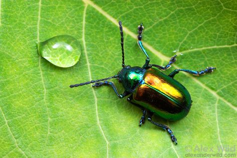 Insect Images, Insect Pictures, Leaf Beetle, Pictures Of Insects, Wild Photography, Insect Photography, A Bug's Life, Beetle Bug, Beautiful Bugs