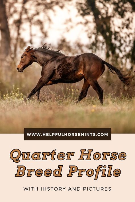 The quarter horse is one of America’s oldest and most popular breeds – and for good reason. Hard-working and versatile, the American Quarter Horse excels in a multitude of disciplines. Most well-known for breaking speed records over short distances, quarter horses delight and inspire people all over the world. Here is a comprehensive guide with everything you wanted to know about the American Quarter Horse – and more! #info #horse #guide #quarterhorse #pictures #breedprofile #helpfulhorsehints Quarter Horse Colors, Foundation Quarter Horses, Horse Guide, Draft Quarter Horse Cross, Appendix Quarter Horse, Quarter Horse Stallion, Equine Care, American Quarter Horse Association, Horse Information