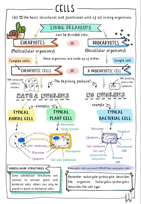 Biology Binder Cover, Gcse Biology Revision Notes, Ap Biology Notes, Biology Tips, Biology Revision Notes, Biology Exam, Gcse Science Revision, Gcse Biology, Biology Memes