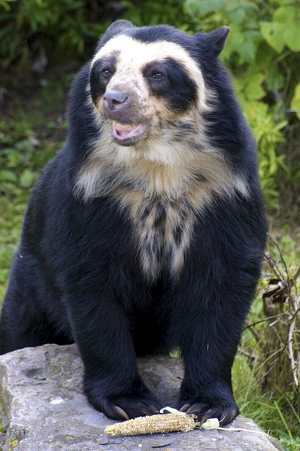 Spectacled Bear, Chester Zoo | Flickr - Photo Sharing! Speckled Bear, Andean Bear, Photo Ours, Spectacled Bear, Bear Species, Sloth Bear, Chester Zoo, Interesting Animals, White Bear