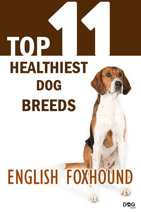 Top 11 Healthiest Dog Breeds Healthiest Dog Breeds, Foxhound Dog, English Foxhound, Dog Health Tips, Healthy Dog Food Recipes, The Fox And The Hound, Healthy Pets, Large Dog Breeds, Beloved Dog