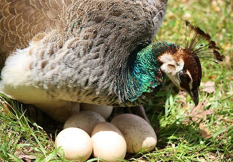 Peacock Protecting her Eggs by Paulette1021 Peacock Facts, Peacock Eggs, Male Peacock, Majestic Birds, Indian Peacock, Baby Turkey, Eggs For Sale, Egg Curry, Hatching Eggs