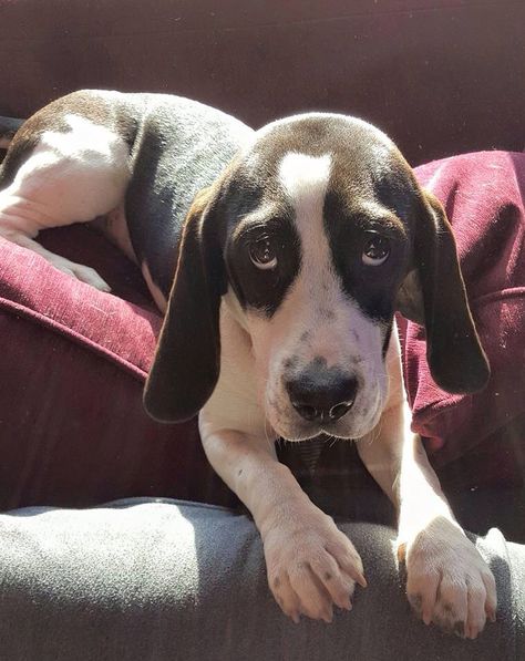 Black and white beagle Begal Puppies, Black And White Beagle, White Beagle, Snoopy Beagle, Dog Black And White, Birthday Dogs, Dog Black, Dog Flower, Beagle Dog