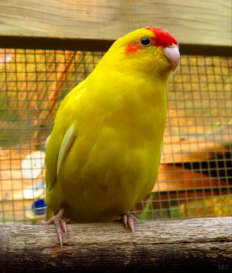 The results of mottle mutation after numerous moults. Kakariki Parrot, Parrot, Birds, Yellow