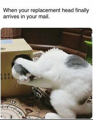 When your replacement head finally arrives in your mail. – popular memes on the site ifunny.co Funny Cat Memes, Funny Animal Memes, Cute Kittens, Funny Animal Pictures, On The Floor, Animal Memes, Cute Funny Animals, The Floor, Cat Pics