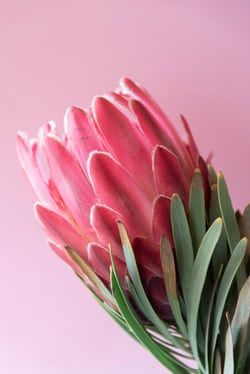 white rose in close up photography photo – Free Flower Image on Unsplash Protea Flower Wallpaper, Protea Wallpaper, Nature 3d, Flower Image, Protea Flower, Blur Photo Background, Pottery Jar, Love Background Images, Plant Images