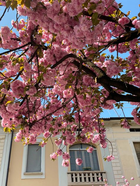 #italy #italyvacation #italytrip #sakura #spring #inspiration #estetica #flowers #pink #pinkflowerpainting #instagram @flordiana Pink Italian Aesthetic, Pink Italy Aesthetic, Pink Italy, Italy Spring, Pisa Tower, Pink Flower Painting, Italian Aesthetic, Europe Aesthetic, Flowers Photography Wallpaper