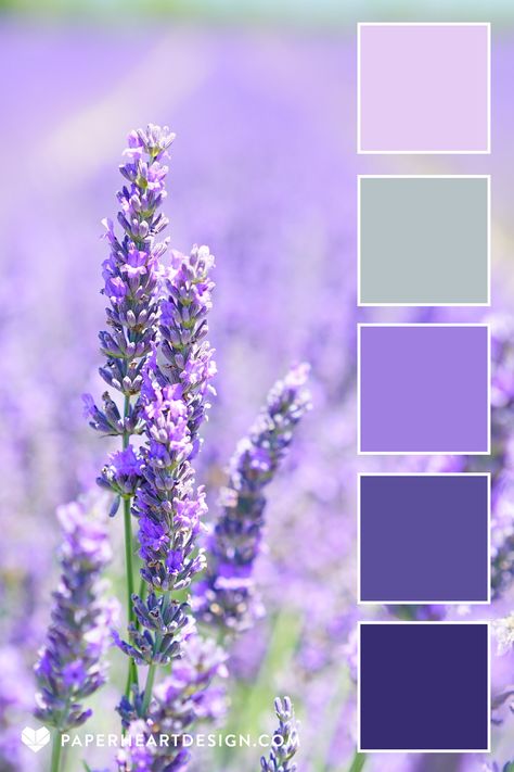 Color Palette: Pleasantly Purple — Paper Heart Design Pastel Lavender Color Palette, Lavender Color Palette, Lavender Interior, Purple Palette, Purple Color Schemes, Color Lavanda, Purple Color Palettes, Tattoo Color, Palette Design