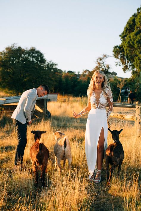 Goat Wedding, Farm Style Wedding, Cow Wedding Pictures, Donkeys At Weddings, Wedding Photo Ideas With Horses, Wedding With Horses Photo Shoot, Ranch Style Weddings, Wedding Photos With Cows, Iris Wedding