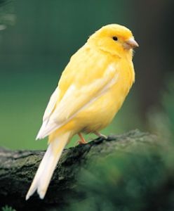 Canary Birds, Post Animal, Funny Birds, Exotic Birds, Color Rojo, Beautiful Songs, Wild Birds, Painting Tips, Amazing Nature