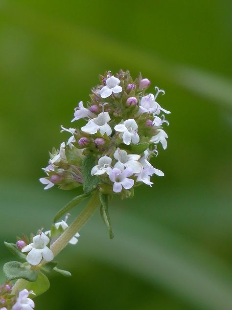 Thyme for Some Magick Flowers To Attract Bees, Flowers For Bees, Flower Sleeve Tattoo, Evergreen Nursery, Essential Oil Fragrance Blends, Small Flowering Plants, Productive Garden, Kitchen Gardening, Thyme Essential Oil