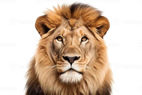 Edges Drawing Reference, Lion Front View, Front View Reference, Edges Drawing, View Reference, Anime Pixel, Animal Pins, Anime Pixel Art, All About Animals