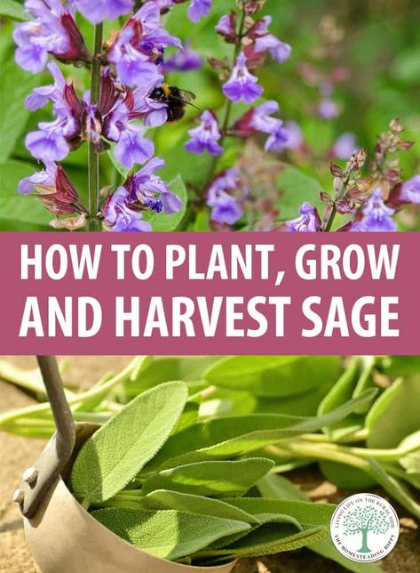 Everything you need to know about growing sage: which varieties to pick, starting it from seed, propagation, watering, pruning, harvesting, and more. #gardening #sage How To Prune Sage Plants, How To Prune Sage, Sage Plant Care, Herb Window, Seed Propagation, Growing Herbs In Pots, Homestead Diy, Homemade Medicine, Growing Sage