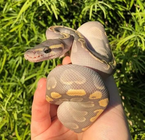 50 Types of Ball Python Morphs & Colors (With Pictures) | Pet Keen Types Of Ball Pythons, Ball Python Name Ideas, Lavender Ball Python, Ball Pythons Morphs, Ball Python Colors, Pet Ball Python, Cute Ball Python, Ball Python Pet, Pied Ball Python