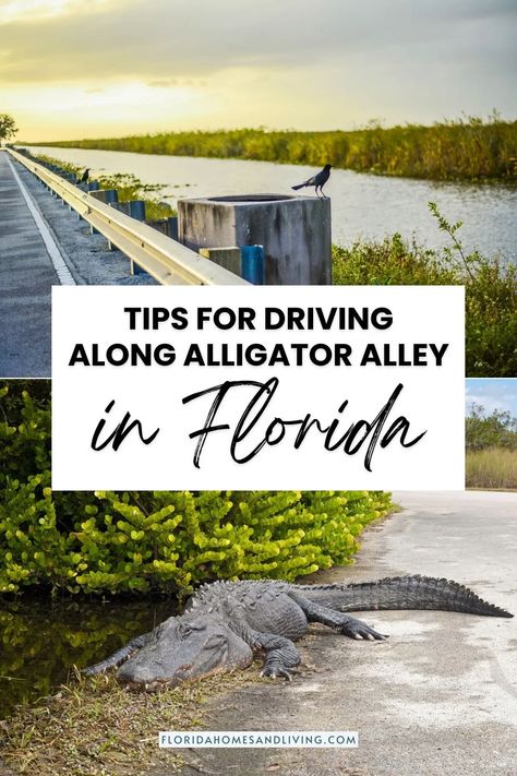 Visiting the Everglades or South Florida? Prepare for an epic road trip on Alligator Alley in southern Florida by following our expert tips and tricks for a smooth journey. Florida Travel Destinations, Planning A Road Trip, Cypress Swamp, Southern Florida, The Everglades, Everglades Florida, Florida Homes, Mangrove Forest, Moving To Florida