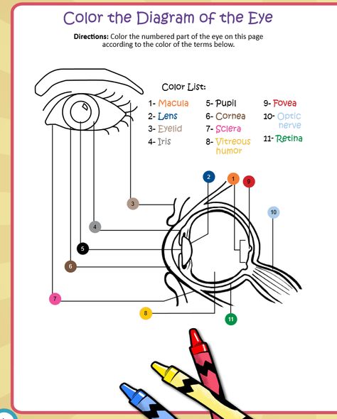 School is back in session! NEI has free resources, like this color diagram from our See All You Can See activity book, to help you teach your students about eye health. Visit https://catalog.nei.nih.gov/s-21-school-programs.aspx to learn more. Eye Activities, Diagram Of The Eye, Human Eye Diagram, Eye Lesson, Optometry Education, Human Body Projects, Jasmine Dragon, Physics Projects, School Biology