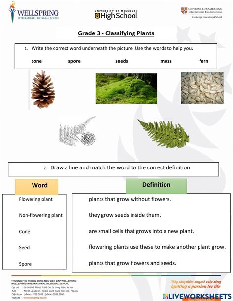 Plant Life Cycle Worksheet 3rd Grade, What Do Plants Need To Grow Worksheets, Parts Of A Plant Worksheet 2nd Grade, What Plants Need To Grow Worksheet, Classifying Plants, Grade 3 Science Plants Worksheets, Energy Quiz, Math Minutes, Plant Classification