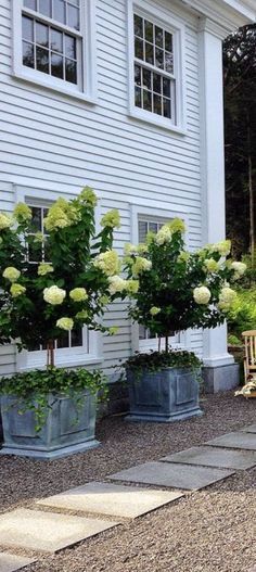 SHELTER Hydrangea Paniculata, Landscape Designs, Have Inspiration, Garden Containers, White Gardens, Front Garden, Shade Garden, Dream Garden, Design Layout