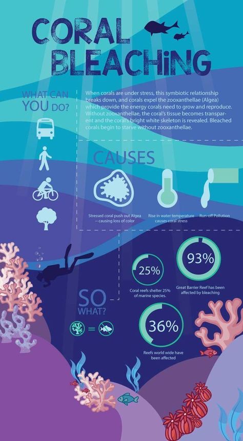 Coral Bleaching Info Poster, Coral Bleaching, Marine Creatures, Infographic Inspiration, Ocean Pollution, Save Our Earth, Marine Biologist, Symbiotic Relationships, Marine Conservation