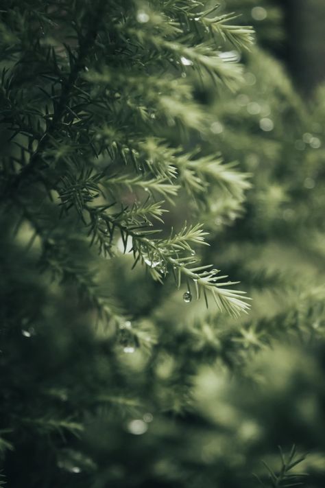 Green Pine Tree in Close Up Photography · Free Stock Photo Pine Photography, Relaxing Rain Sounds, Photo Texture, Close Up Photography, Sound Of Rain, Minimalist Photography, Nature Center, Jewelry Tree, Abstract Photography