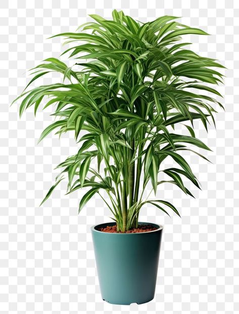 Leaf Png, Potted Palms, Palm Tree Plant, Tall Plant, Palm Green, Tall Plants, Palm Leaf, Tropical Plants, Palm Leaves