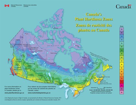 Garden Zones, Fargesia Rufa, Spirea Shrub, Plant Hardiness Zone Map, Hardiness Zones, Plant Zones, Gardening Zones, Starting Seeds Indoors, Old Farmers Almanac