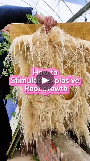 Diy Fertilizer, Vege Garden, Garden Hacks Diy, Seed Starter, Plant Hacks, Fertilizer For Plants, Root Growth, Plants Garden, Liquid Fertilizer