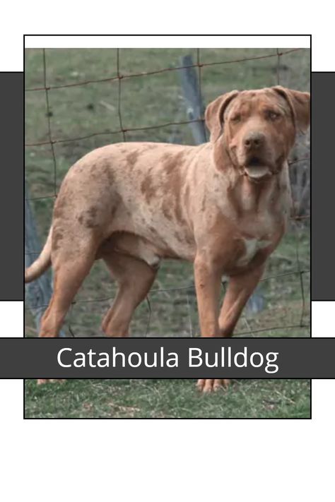 Catahoula Bulldog, Bulldog Training, Aggressive Animals, Bulldog Breeds, Catahoula Leopard Dog, Catahoula Leopard, Leopard Dog, Purebred Dogs, Kinds Of Dogs