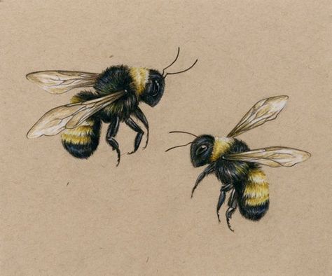 Bumblebee Drawing, Bee Sketch, Bee Drawing, Prismacolor Art, Bee Painting, Bee Illustration, Bee Tattoo, Tattoo Art Drawings, Insect Art