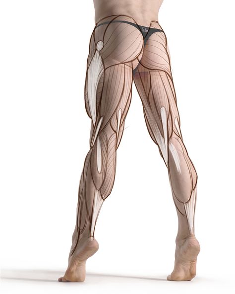 In this livestream I demonstrate how to find the hamstrings on a reference photo and I answer some anatomy related questions from the live chat. Proko Anatomy, Leg Muscles Anatomy, Leg Anatomy, Human Muscle Anatomy, Anatomy Sculpture, Human Anatomy Drawing, Muscle Anatomy, Human Figure Drawing, Human Anatomy Art