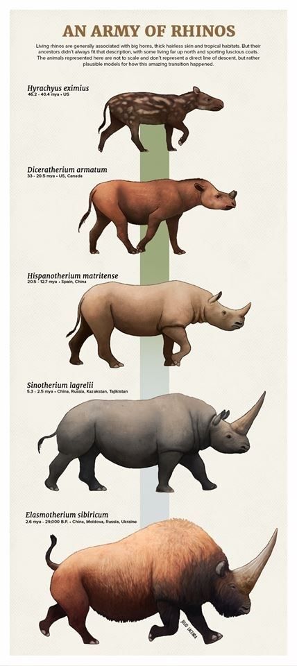 Tumblr Artist, PaleoArt, Creates Beautiful Animal Evolution Series (22 Species) - I Can Has Cheezburger? Prehistoric Fauna, Prehistoric Animals Dinosaurs, Prehistoric Wildlife, Prehistoric World, Ancient Animals, Paleo Art, Extinct Animals, Rhinos, Prehistoric Creatures