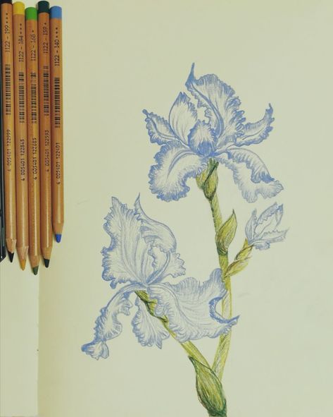 Use pencils Faber Castell Pitt Pastel Faber Castell Pitt Pastel Pencil, Faber Castell Colored Pencils Drawings, Pitt Pastel Pencil Art, Faber Castell Drawing, Iris Flower, Pastel Pencils, Iris Flowers, Color Pencil Drawing, Pastel Drawing