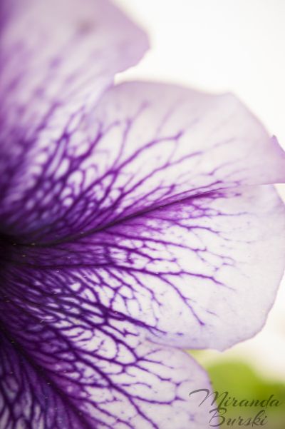 Close Up Floral Photography, Structural Photography, Fantasy Moodboard, Textiles Coursework, White Petunias, Purple Veins, Purple Petunias, Personal Investigation, Backyard Designs