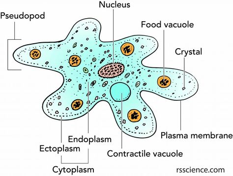 Facts about Amoeba - Rs' Science Nutrition In Amoeba Diagram, Amoeba Diagram, Amoeba Drawing, Amoeba Tattoo, Science Diagrams, Plasma Membrane, Eukaryotic Cell, Study Biology, Peace Illustration