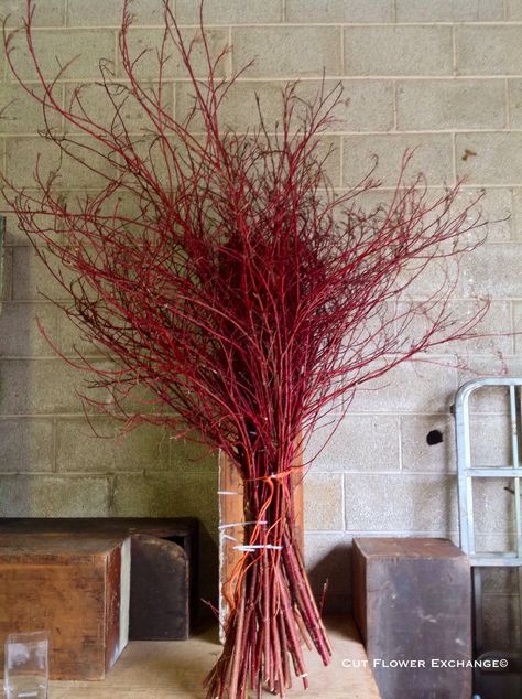 Chinese New Year Flower, Decor Natal, Red Dogwood, Red Twig Dogwood, Resturant Design, Twig Dogwood, Easter Door Wreaths, 2025 Christmas, 100 Acre Wood