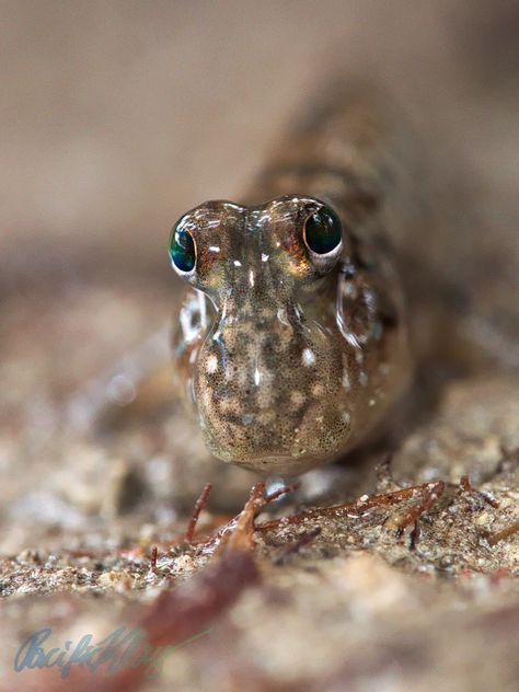 Sea Animals Photography, Mud Skipper, Animals Photography, Therapy Animals, Baby Animals Pictures, Pretty Animals, Silly Animals, Zoology, Weird And Wonderful