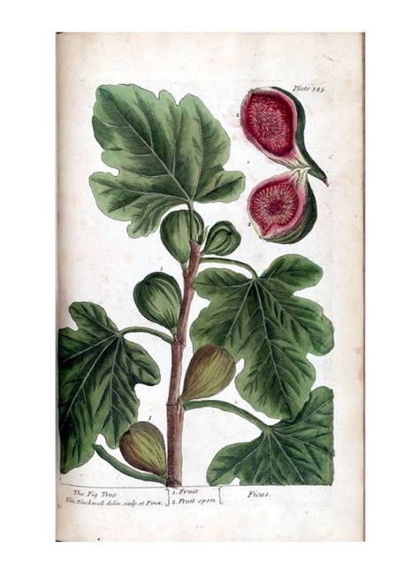 Fig tree?  http://theluxuryoftrees.wordpress.com/2013/01/03/the-sylviamarilyn-syndrome/fig-tree-art/ Elizabeth Blackwell, Missouri Botanical Garden, Illustration Botanique, Fig Leaves, Scientific Illustration, Tree Illustration, Fig Tree, Botanical Drawings, Vintage Botanical