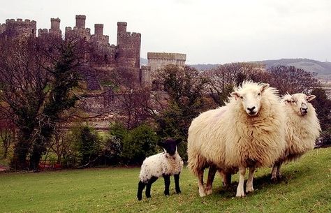 . Irish Castles, Famous Castles, Counting Sheep, Irish Eyes, Sheep And Lamb, Irish Heritage, Irish Blessing, A Castle, Black Sheep