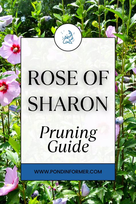 To ensure your Rose of Sharon thrives, prune it in late winter to early spring, before the buds set. This timing helps the plant focus on new growth, leading to a bountiful display of flowers in late summer. #RoseOfSharon #PruningGuide #GardeningTips #SeasonalCare #PlantHealth #BloomEnhancement Roses Of Sharon, Rose Of Sharon Tree, Pond Aerator, Pond Filters, Insecticidal Soap, Floating Plants, Perennial Shrubs, Rose Of Sharon, Soil Improvement