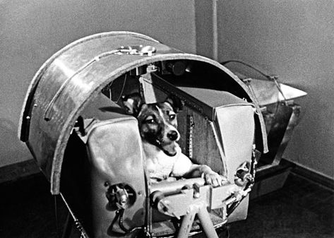 Remembering Laika, Space Dog and Soviet Hero | The New Yorker Soviet Space Dogs, Laika Dog, Space Animals, Famous Dogs, Space Dog, Street Dogs, Space Race, Today In History, Bow Wow