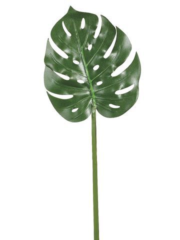 Tropical Images, Philodendron Leaf, Elephant Ear Plant, Watermelon Party, Wall Banner, Leaf Drawing, Plant Aesthetic, Elephant Ears, Plant Drawing