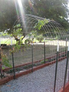 Use a nice piece of chicken wire attached to 4 metal stakes to make a clematis arbor? Raised Veggie Gardens, Grape Trellis Ideas, Grape Vine Trellis, Clematis Trellis, Grape Trellis, Grape Arbor, Trellis Garden, Arbor Ideas, Vine Trellis