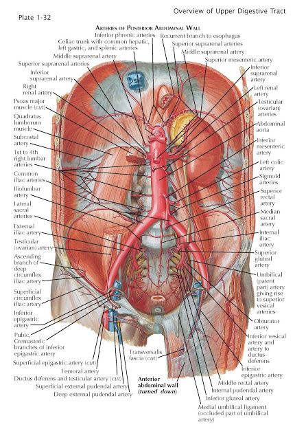 Blood Supply of  the Abdomen   The aorta enters the abdomen by passing posterior to the median arcuate ligament of the diaphragm at the l... Teaching Scientific Method, Human Anatomy Model, Abdominal Aorta, Human Body Facts, Medical Student Study, Brain Anatomy, Human Body Anatomy, Nursing School Studying, Medical School Studying