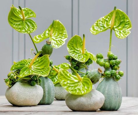 Green Anthurium Arrangement, Tswana Wedding, Anthurium Arrangement, Flora Designs, Flower Decor Ideas, Plants Living Room, Green Bouquets, Minimalist Centerpiece, Home Flower Decor