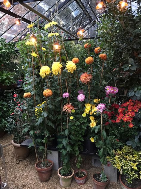 Chrysanthemum Growing, Chrysanthemum Garden, Cold Frame, Blooming Plants, Contemporary Photographers, Garden Borders, Japanese Artists, Cool Plants, Large Flowers