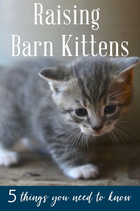 Raising Kittens, Things Everyone Should Know, Barn Cat, Kitten House, Raising Farm Animals, Cat Hacks, Cat Care Tips, Kitten Care, Mama Cat