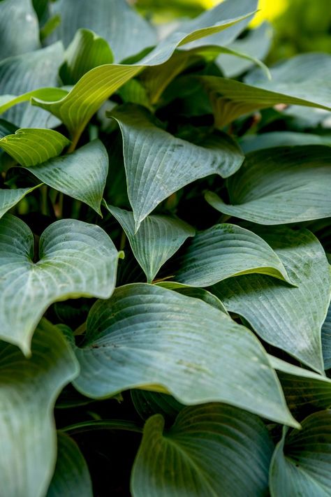 Growing 'Halcyon' Hostas Halcyon Hosta, Hosta Halcyon, Hosta Flower, Variegated Hosta, Blue Hosta, Edging Plants, Eco Garden, Hosta Gardens, Hosta Plants