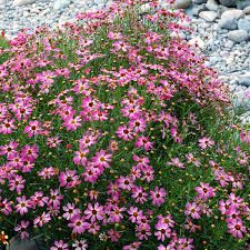 Coreopsis 'Pink Sapphire' | TERRA NOVA® Nurseries, Inc. Pink Coreopsis, Annabelle Hydrangea, Berry Garden, September Flowers, Terra Nova, Wildflower Garden, Eye Cover, White Eyes, Plant Pots